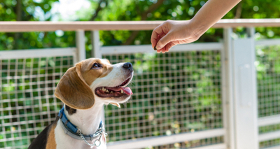 Dogs may not reciprocate in food-giving interactions with humans, study finds